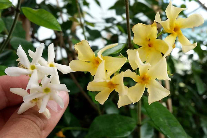 Trachelospermum 'Star of Toscane'