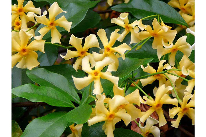 Trachelospermum 'Star of Toscane'