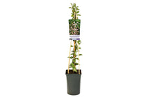 
                  
                    Trachelospermum 'Star of Milano'®
                  
                