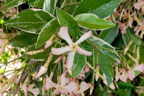 
                  
                    Trachelospermum 'Star of Milano'®
                  
                
