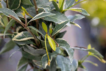 
                  
                    Trachelospermum 'Star of Milano'®
                  
                