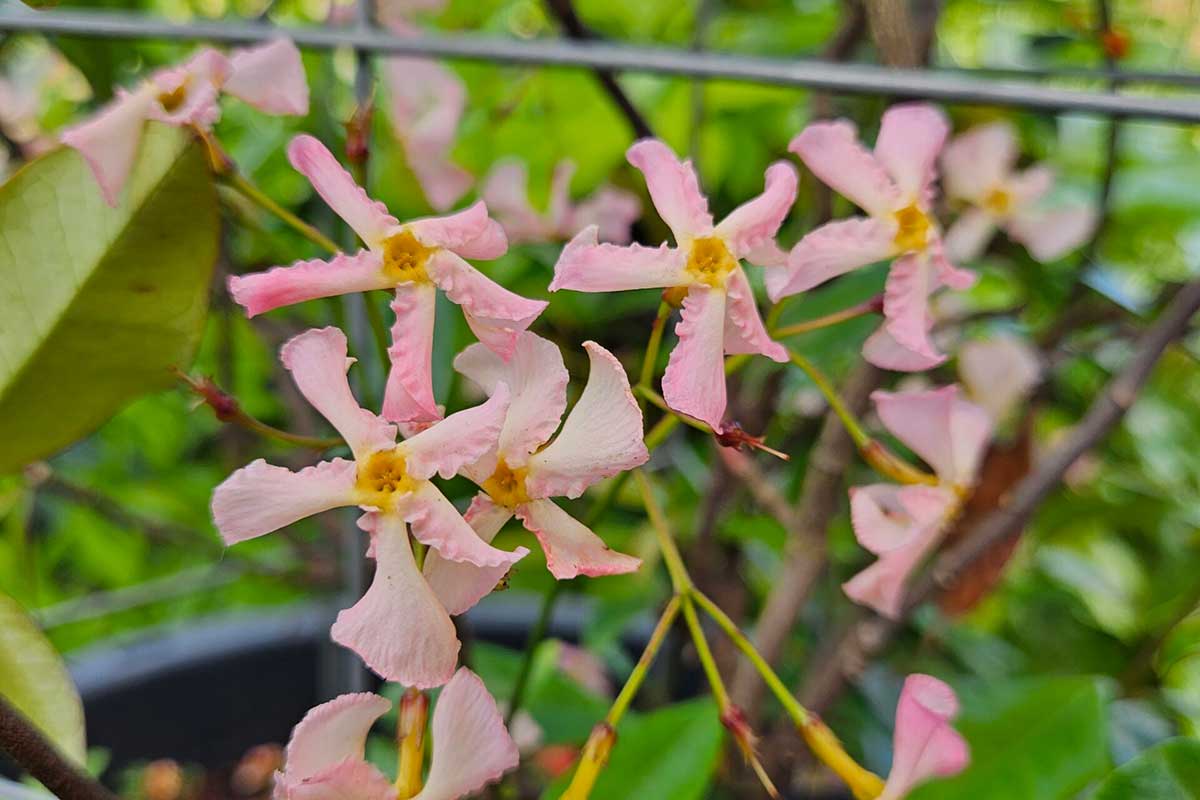 Trachelospermum 'Star of Sicily' | Greenleaf – Greenleaf Garden Center