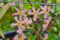 
                  
                    Trachelospermum 'Star of Sicily'® 
                  
                