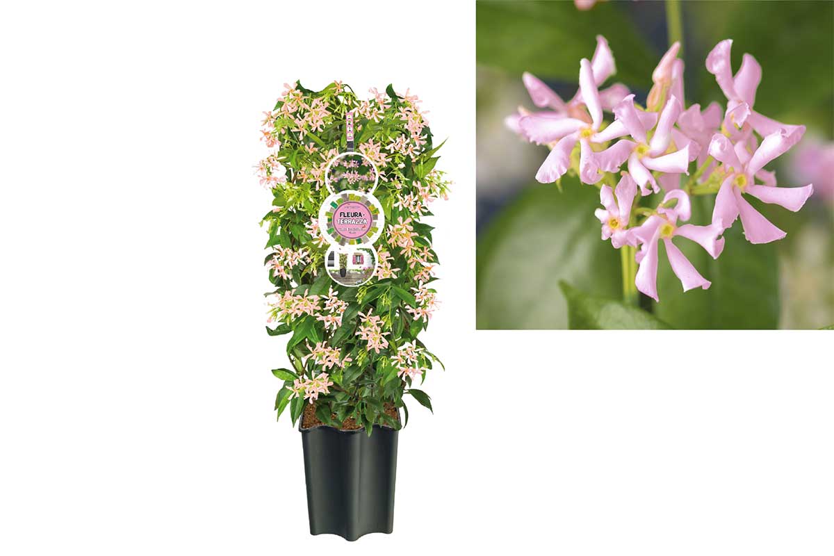 Trachelospermum 'pink air' 19cm