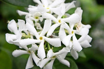 
                  
                    Trachelospermum 'White Wings'®
                  
                