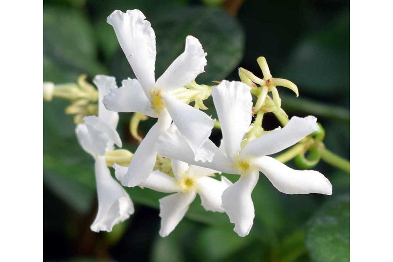 Rhynchospermum jasminoides 12cm