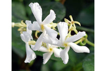 
                  
                    Rhynchospermum jasminoides 12cm
                  
                