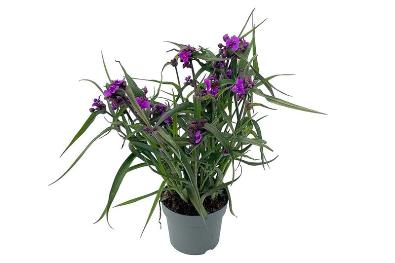 Tradescantia JS® Brainstorm 19cm