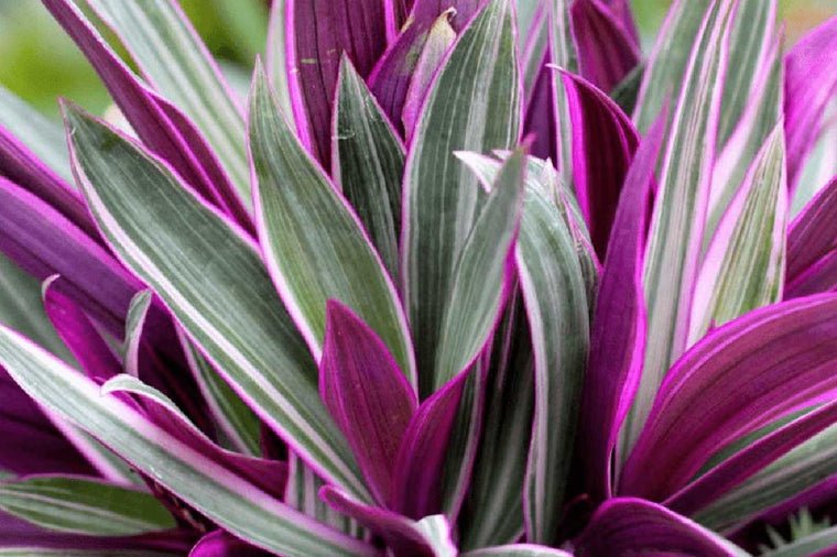 Tradescantia sitara