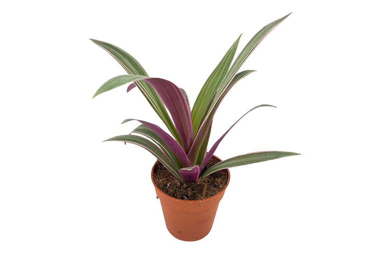 Tradescantia sitara 9cm