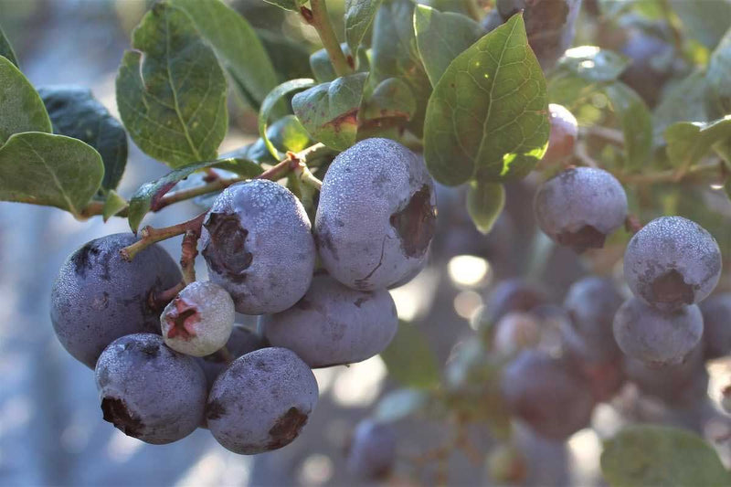 Vaccinium 'Blue Roma'® bio 13cm