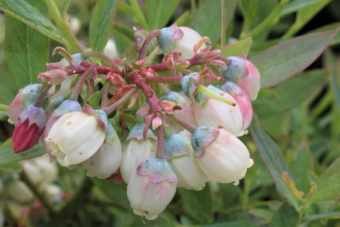 Vaccinium 'Blue Roma'® bio 13cm