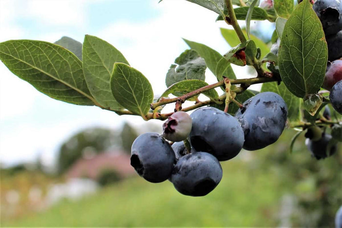 Vaccinium 'Blue Roma'® bio 13cm