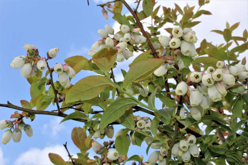 Vaccinium 'Blue Roma'® bio 13cm