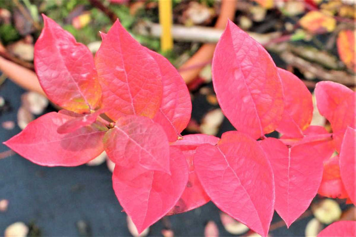 Vaccinium 'Blue Roma'® bio 13cm