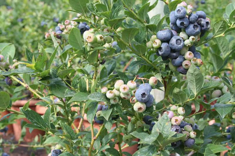 Vaccinium 'Blue Roma'® bio 13cm