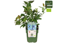 
                  
                    Vaccinium 'Blue Roma'
                  
                