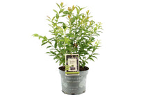 
                  
                    Vaccinium 'Hortblue Petite'® 17cm
                  
                
