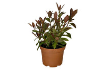 
                  
                    Viburnum 'Coppertop'®
                  
                