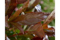 
                  
                    Viburnum 'Coppertop'®
                  
                