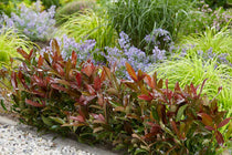 
                  
                    Viburnum 'Coppertop'®
                  
                