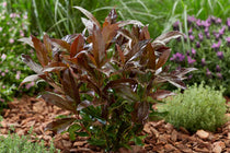 
                  
                    Viburnum 'Coppertop'®
                  
                