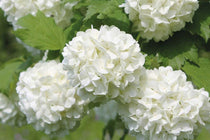 
                  
                    Viburnum opulus 'Roseum'
                  
                