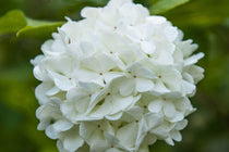 
                  
                    Viburnum opulus 'Roseum'
                  
                