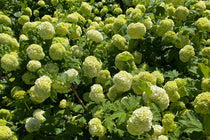 
                  
                    Viburnum opulus 'Roseum'
                  
                