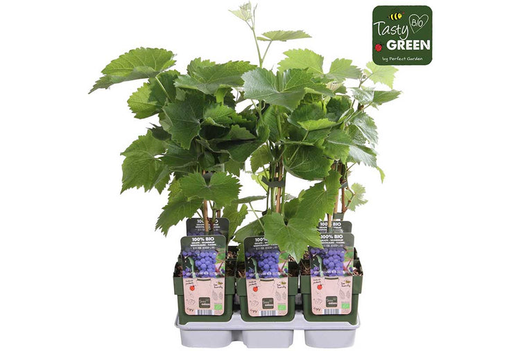 Vitis 'boskoop glory'® bio 13cm