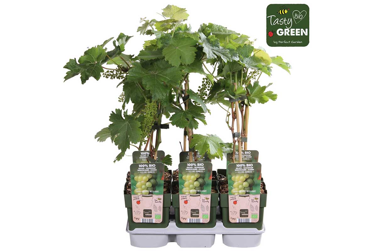 Vitis vinifera 'Johanniter'® bio