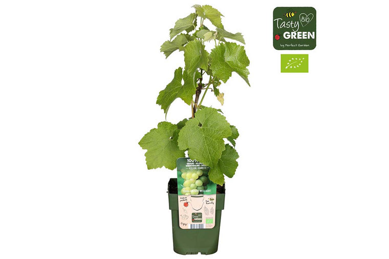 Vitis vinifera 'Johanniter'® bio