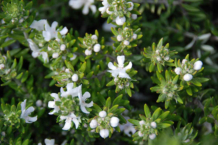 Westringia fruticosa