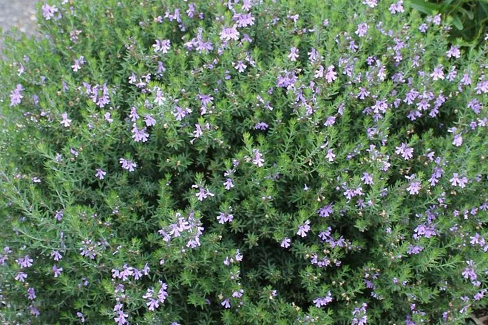 
                  
                    Westringia fruticosa (μωβ)
                  
                