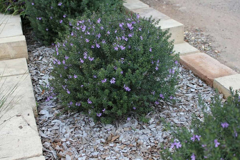 
                  
                    Westringia fruticosa (μωβ)
                  
                
