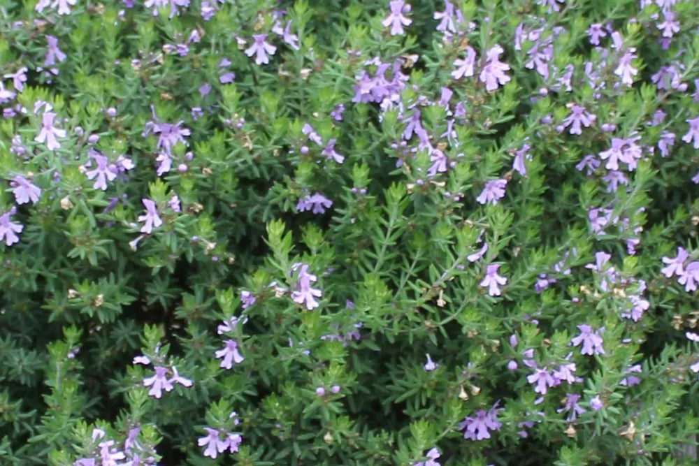 
                  
                    Westringia fruticosa (μωβ)
                  
                