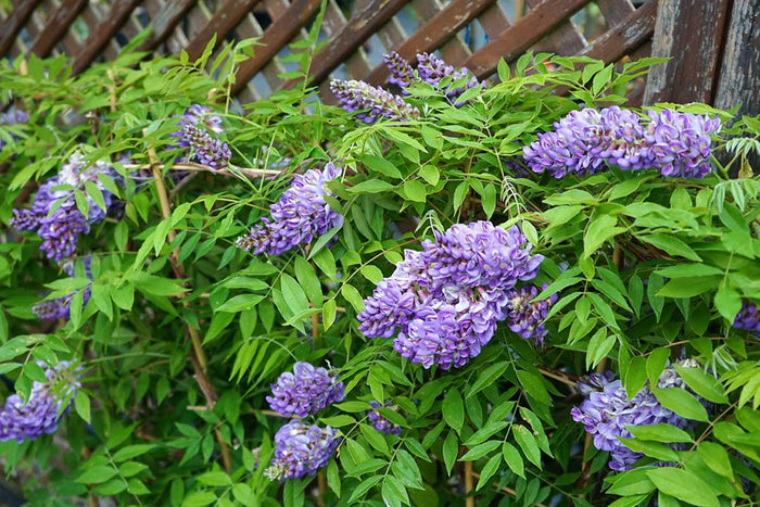 Wisteria 'Longwood Purple'