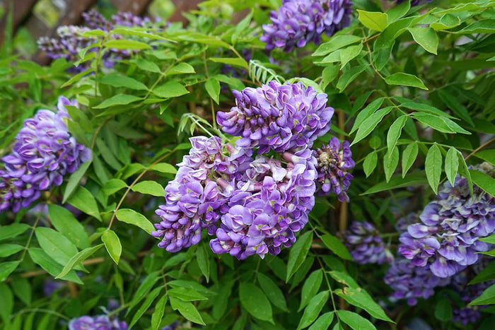 Wisteria 'Longwood Purple'