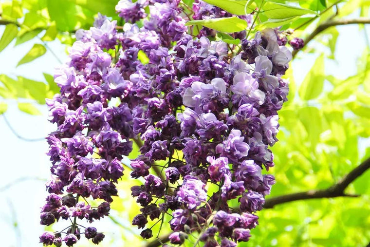 Wisteria 'Violacea Plena' 17cm