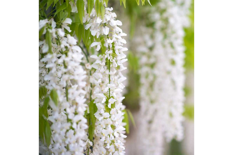 Wisteria 'Clara Mack'