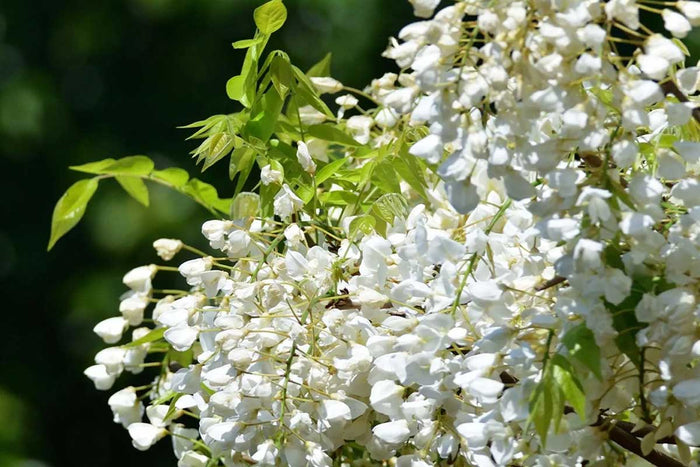 Wisteria 'Clara Mack'