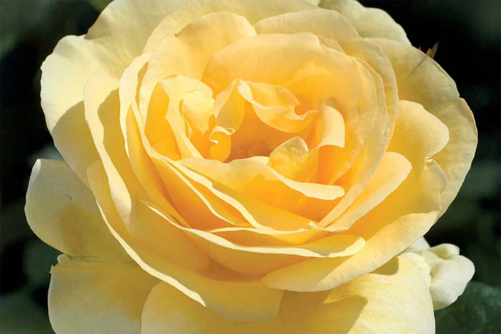 Rosa 'Yellow Sunshine'® | Greenleaf – Greenleaf Garden Center