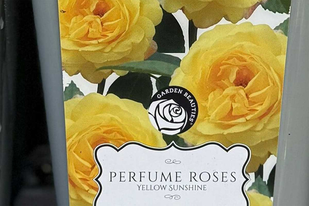 Rosa 'Yellow Sunshine'® | Greenleaf – Greenleaf Garden Center