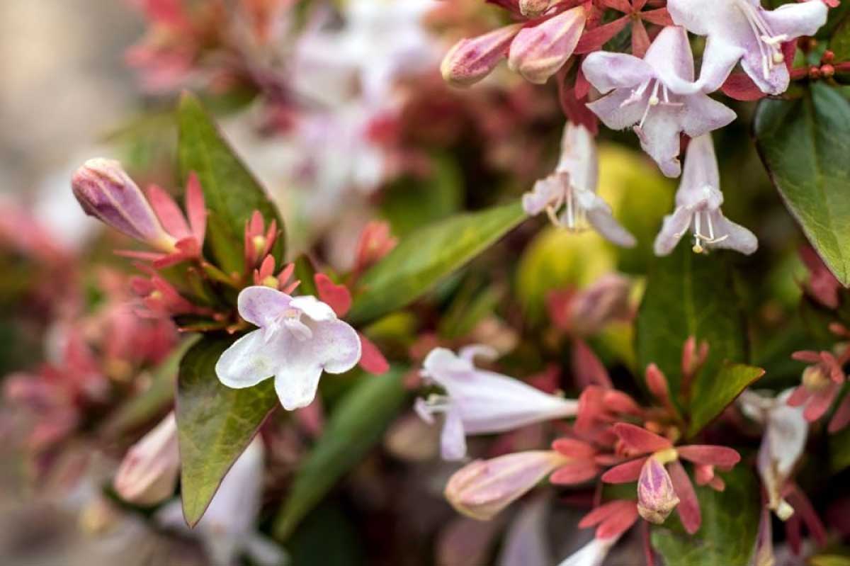 Abelia grandiflora 17cm Greenleaf Garden Center