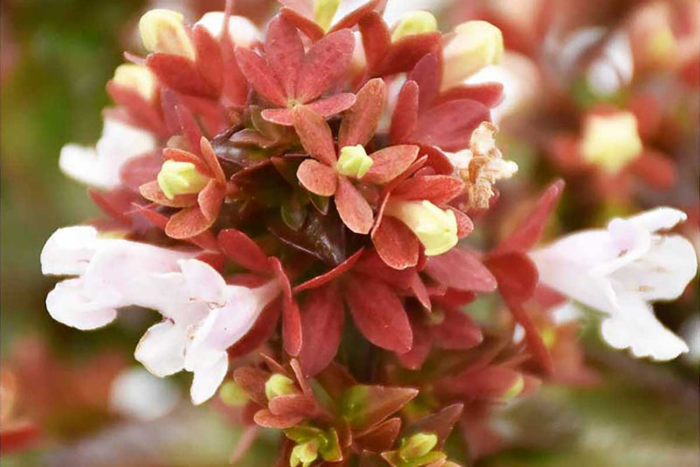 
                  
                    Abelia 'Little Lady'® 
                  
                