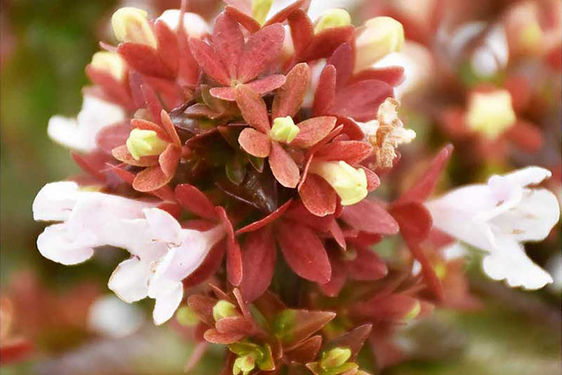 Abelia 'Little Lady'® 