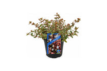 
                  
                    Abelia Magic Daydream με πολύχρωμο φύλλωμα και ετικέτα της ποικιλίας.
                  
                