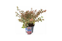 
                  
                    Abelia Magic Daydream σε γλάστρα με πράσινο, κρεμ και ροζ φύλλωμα.
                  
                