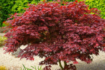 
                  
                    Acer 'Bloodgood'®
                  
                