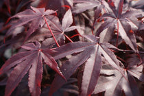 
                  
                    Acer 'Bloodgood'®
                  
                
